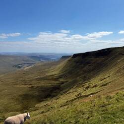 This sheep is living the life, more food than it can ever eat!