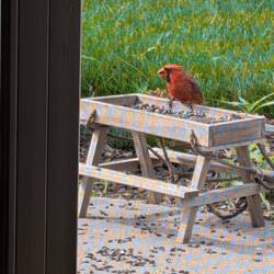 My favorite Midwest bird, Cardinal