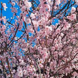Bäume fangen an zu Blühen