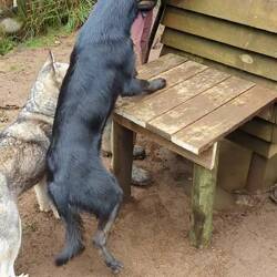 Man ist immer unter Beobachtung wenn dann in den Gehegen arbeitet😂