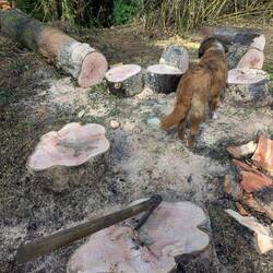 Holz machen mit Nala