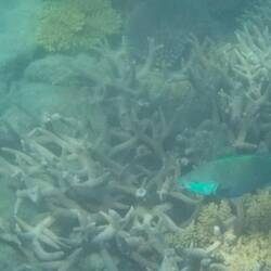 Viele große hübsche Fische