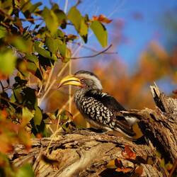 Hornbill Beauty