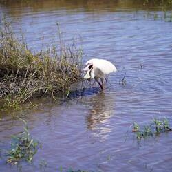 Spoonbill