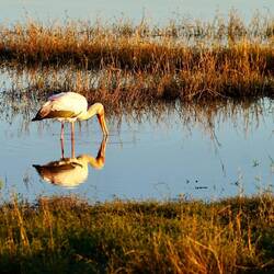 Yellow billed stork
