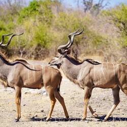 Bachelors Kudu Parade