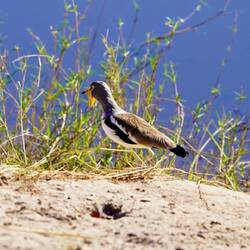 White-crowned Lapwing