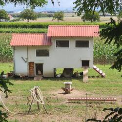 glückliche Hühner in Hagenbrunn