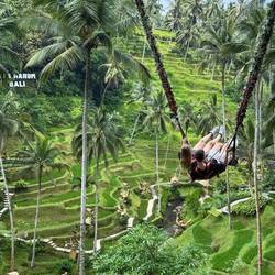 Die Dschungel-Schaukel