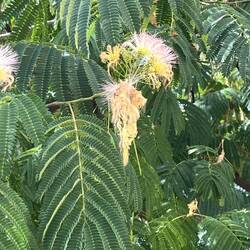 Ein Seidenbaum 😳😳