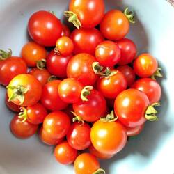 Vicky returned to a tasty crop of rooftop cherry tomatoes