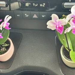 Blumen sind eine wunderbare Sprache 💐