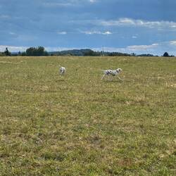 Glückliche Hunde 🐶 🐶