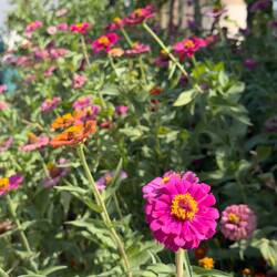 Bunte Blumen säumten die Wege.