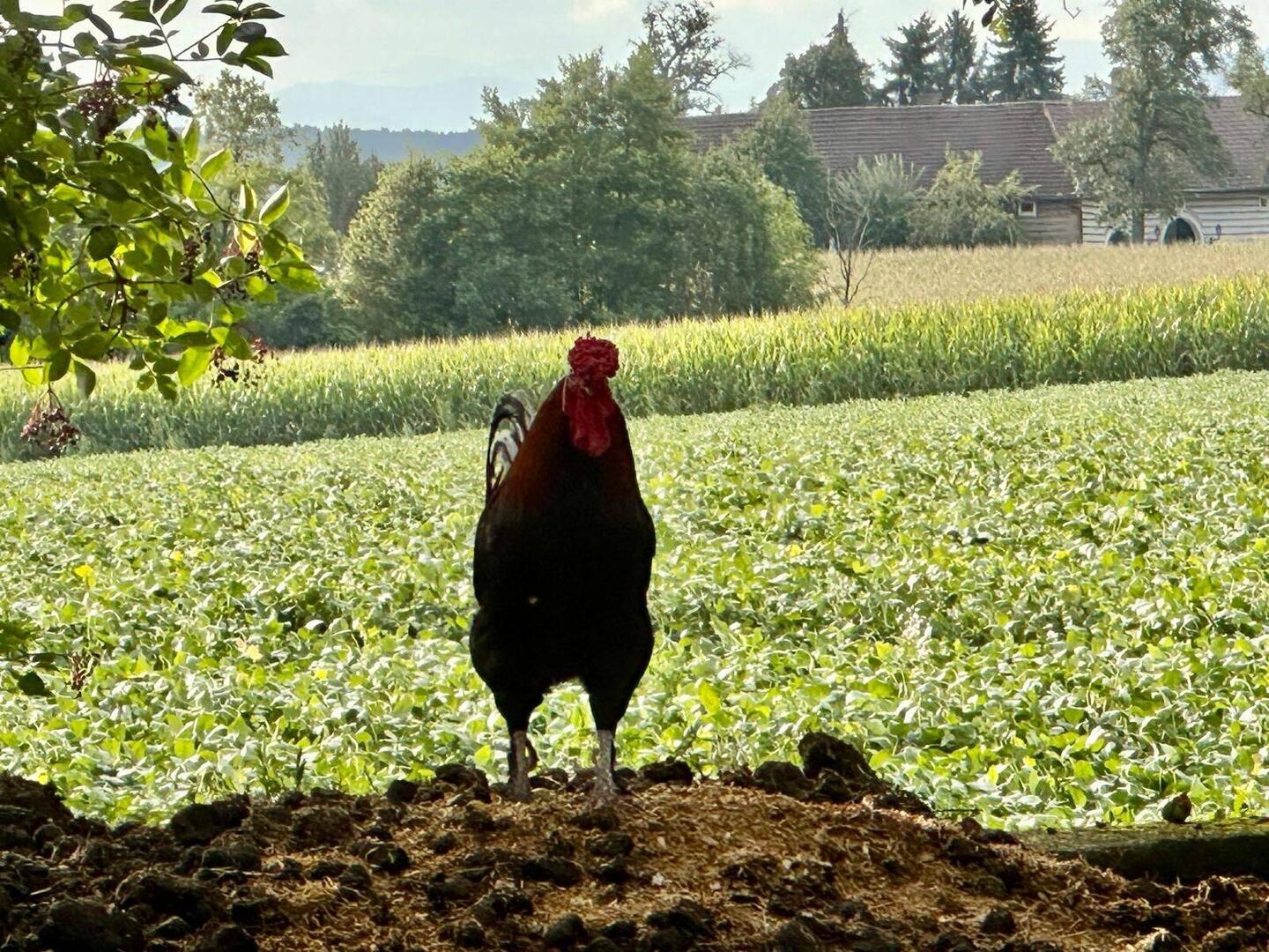 Wenn der Hahn kräht auf dem Mist...