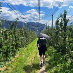 Durch Apfelplantagen