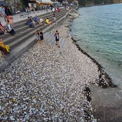 Die leeren Schalen der gegessenen Austern werden einfach ins Meer gekippt. 🥸😬