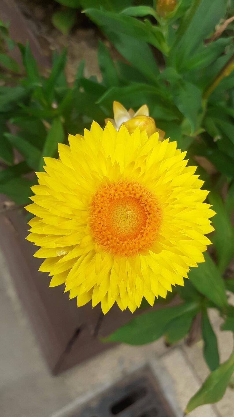 Strohblumen begrüßen mich am Wegesrand