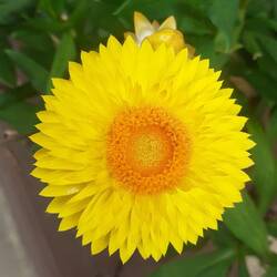 Strohblumen begrüßen mich am Wegesrand