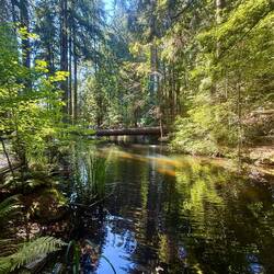 Capilano - Forest Walk