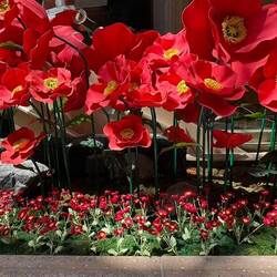 POPPIES
