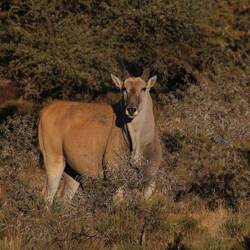 Eland-Antilopen