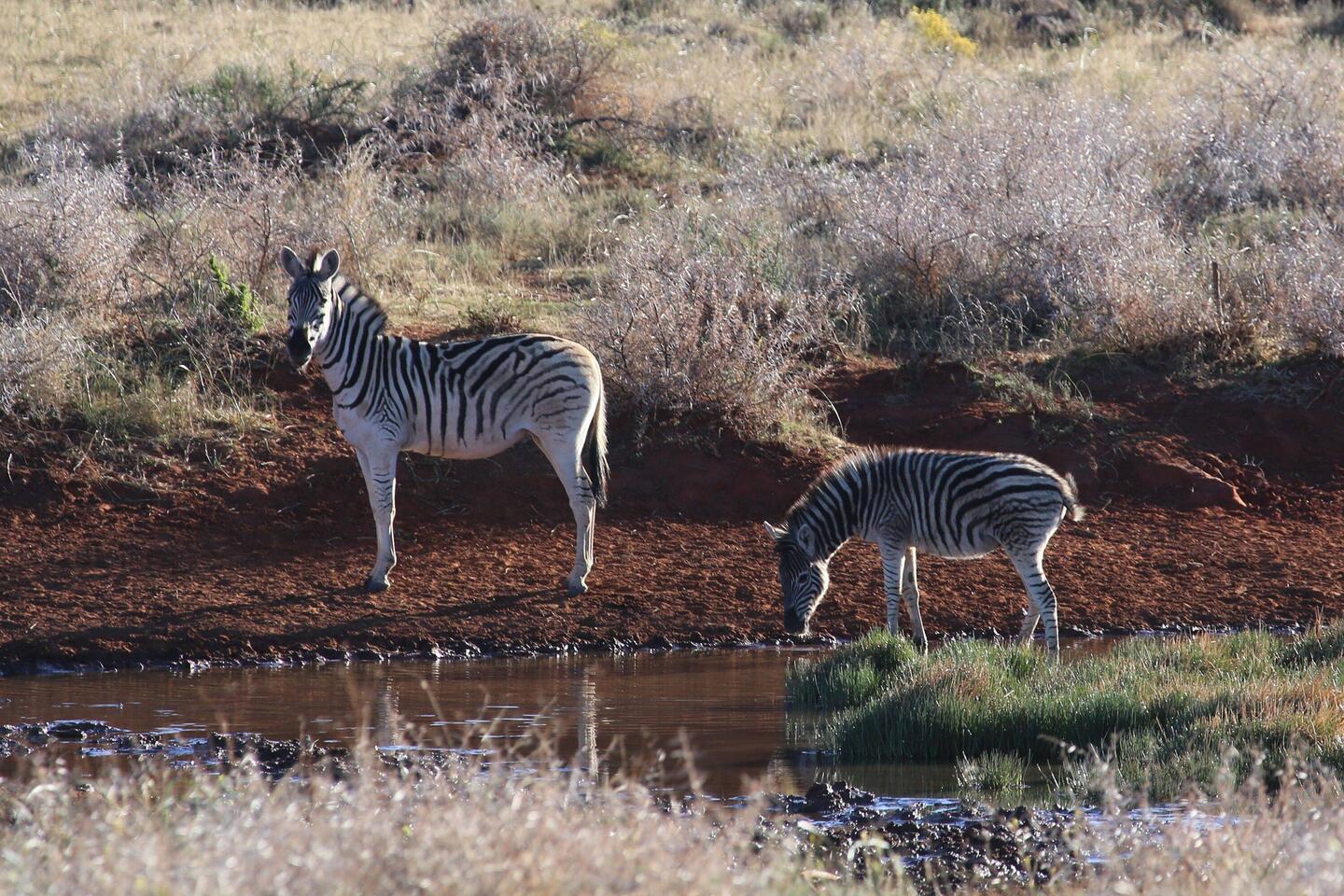 Zebras am Wasserloch an der Lodge
