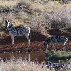 Zebras am Wasserloch an der Lodge