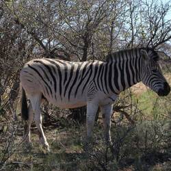 Zebra im Park