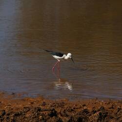 Stelzenläufer am Wasserloch