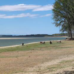Rumänischer Teil mit Kühen 😊