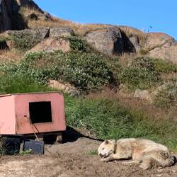 einer von 1000 Schlittenhunden in der Stadt.
