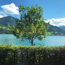 Und da ein Baum im Weg