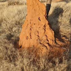 Überall Termitenhügel