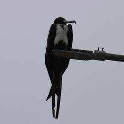 Magnificent Frigatebird (female)