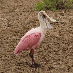 Roseate Spoonbill