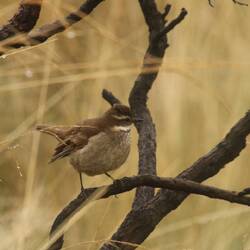 Chestnut-winged Cinclodes