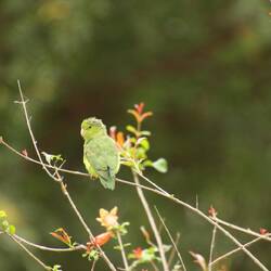 Pacific Parrotlet