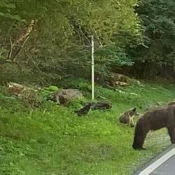 Die Bären sind los