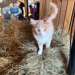 Oregano, the orange and white barn cat