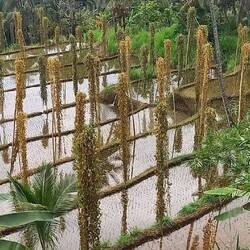Les haricots grimpants qui bordent les rizières