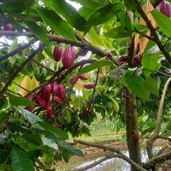 Cacao