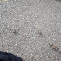 Belagert werden wir trotz Abwesenheit von Enten!