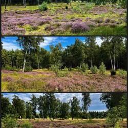 Das Waldrandgebiet ist dann so dünenmäßig und voll mit Heide