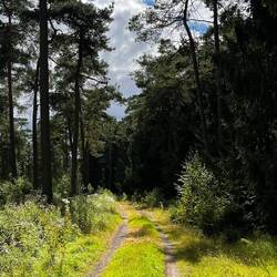 Ganz schön viel Wald 🤨