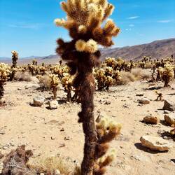 „Cholla Cactus Garden“