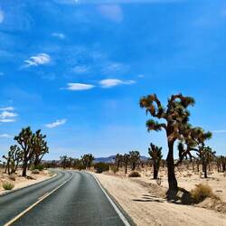 „Joshua-Tree-Nationalpark“