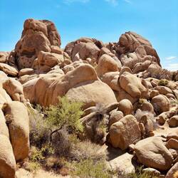 „Joshua-Tree-Nationalpark“