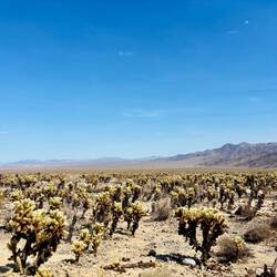 „Cholla Cactus Garden“