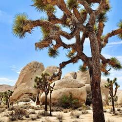 „Josua-Palmlilie“